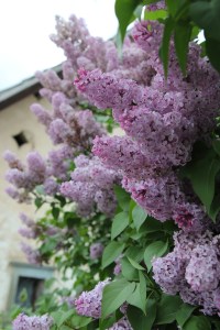 Beautiful Springtime Lilac