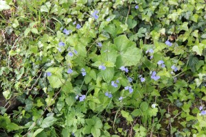 Springtime Flowers Bled