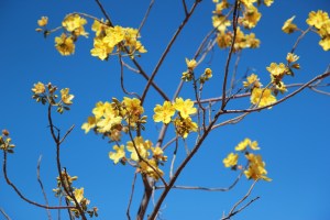 Th brilliant Kapok flower.