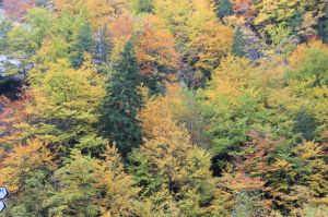 The amazing autumn colours